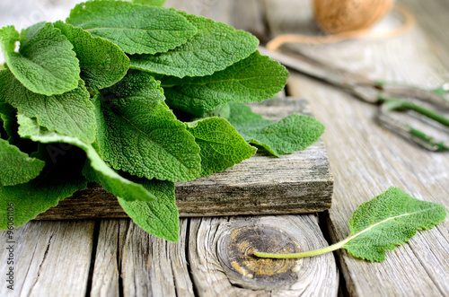Fresh sage herb.