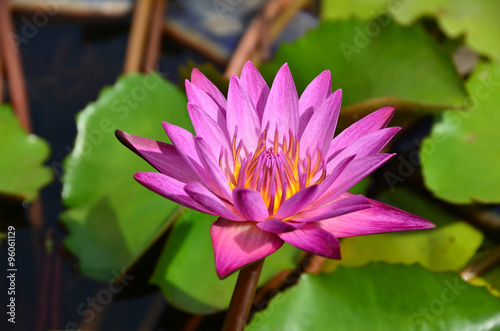 lotus flowers color water nature pink background plant garden