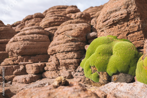 Llareta growing on desert rocks - Bolivia photo