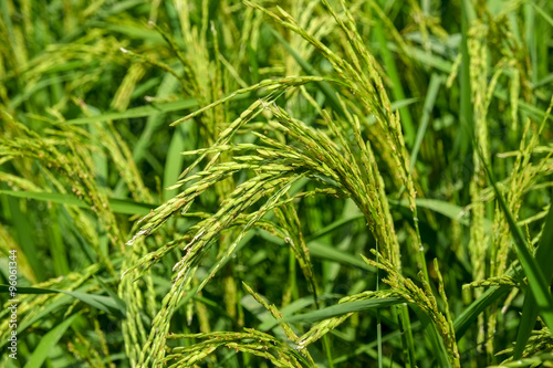 rice paddy field