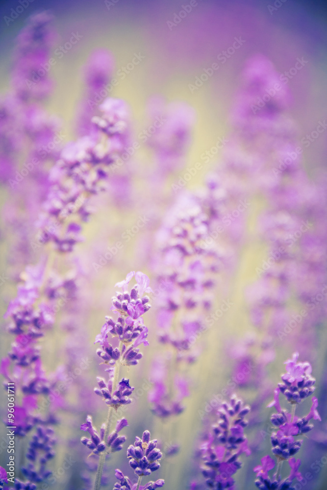 Naklejka premium lawendowe tło