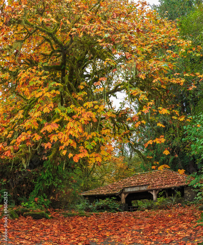 Autumn in Quinault Park, Olympic Peninsula, Washington State, USA photo