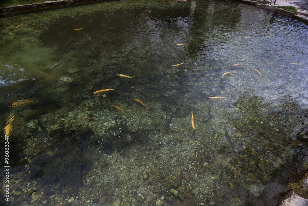 Fish pond