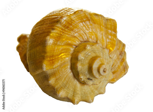 Small house of a mollusc