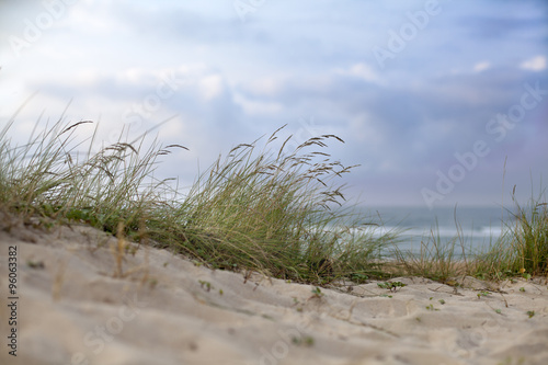 Hierbas en las dunas de la playa © Ricardo Ferrando