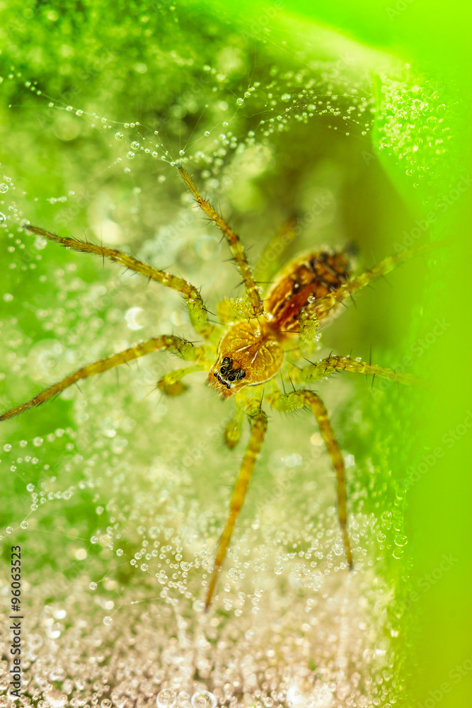 Closeup - Spider on spiderweb against a green background Closeup - Spider on spiderweb against a green background