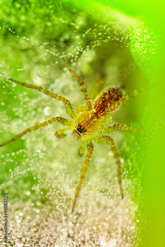 Closeup - Spider on spiderweb against a green background  © kdshutterman