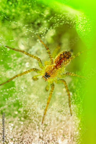 Closeup - Spider on spiderweb against a green background 