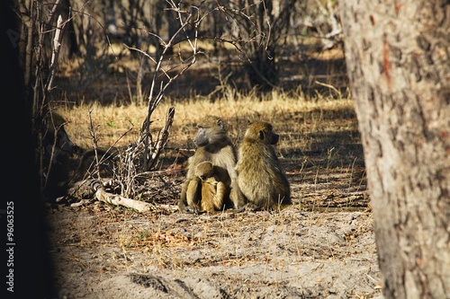 Chacma Baboon, Papio ursinus griseipes, in the Bwabwata National Park, Namibia photo