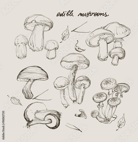 vector hand drawing a set of mushrooms