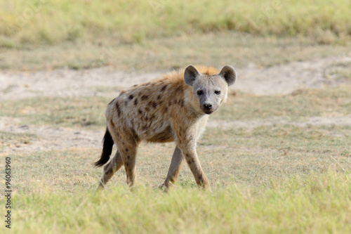 Hyena in National park of Kenya