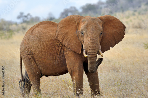 Elephant in National park of Kenya