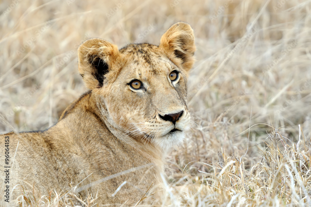 Fototapeta premium Close lion in National park of Kenya