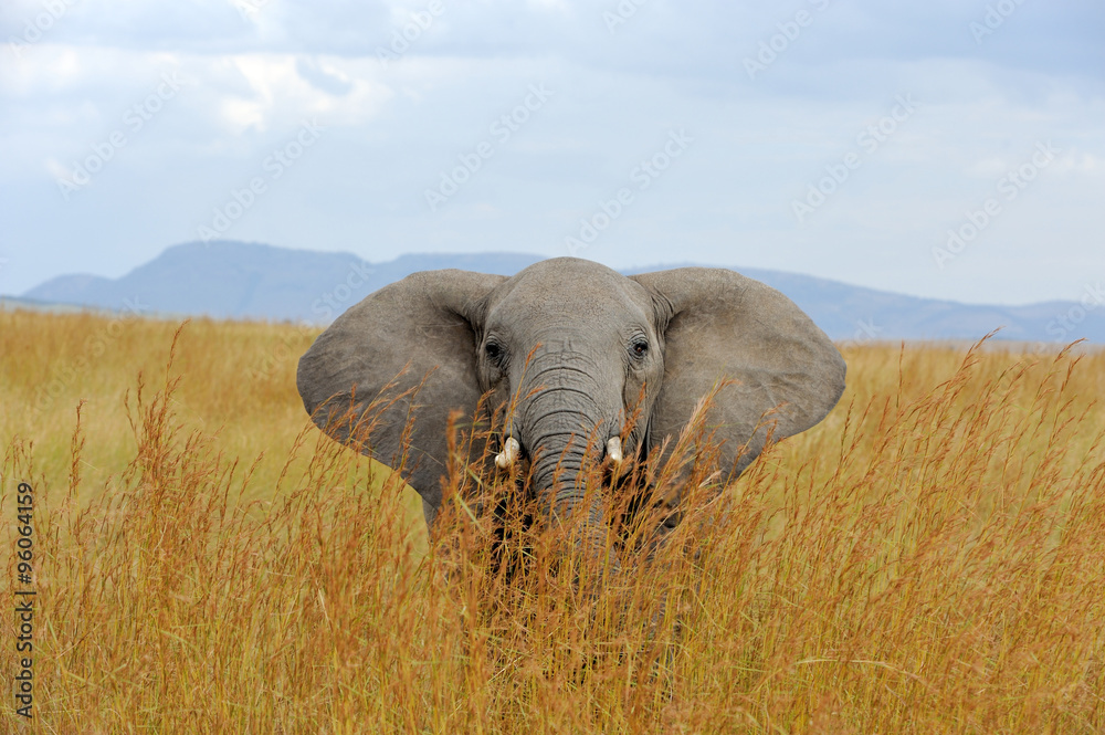 Fototapeta premium Elephant in National park of Kenya