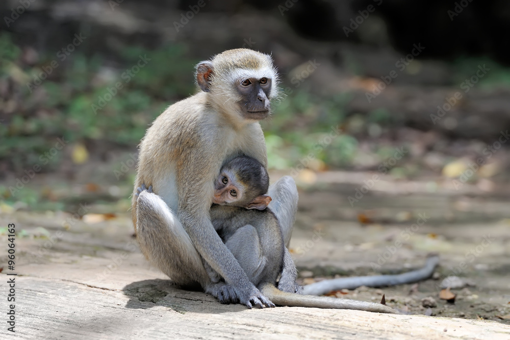 Two vervet monkey on a stone
