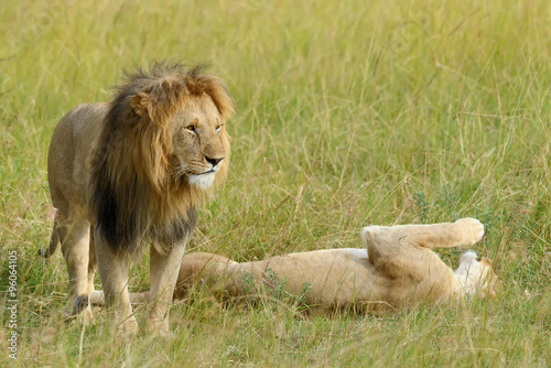 Fototapeta Naklejka Na Ścianę i Meble -  Close lion in National park of Kenya