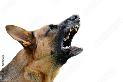 Принти на полотні Angry dog