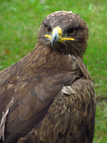 Portrait of steppe eagle