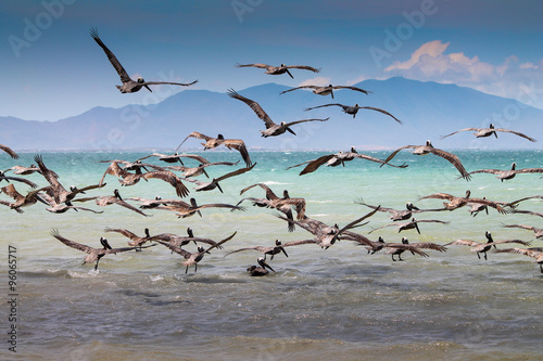Silver pelicans in venezuela #96065717