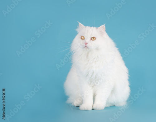 Pretty longhaired sitting white persian cat on a blue background