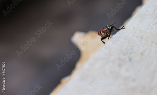 Insects fly close to nature