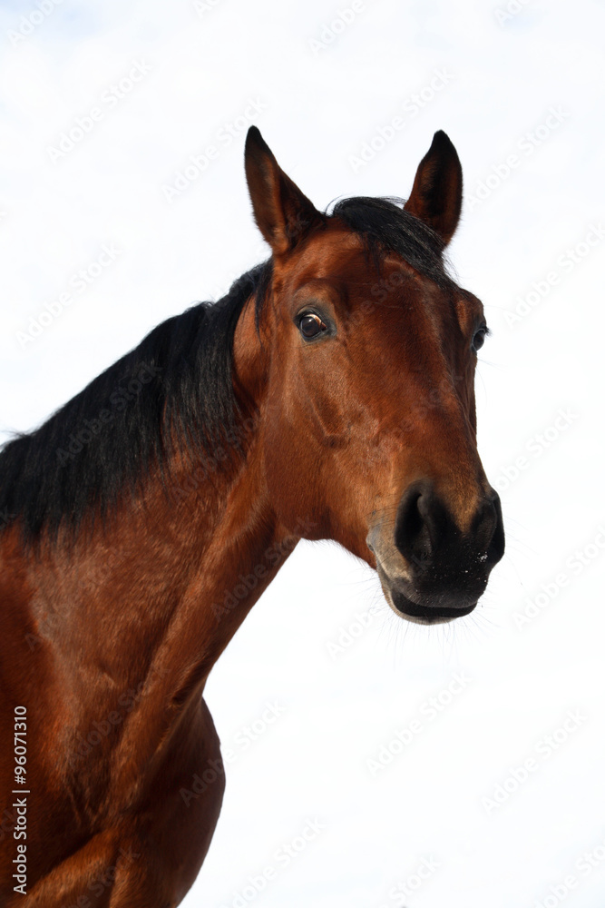 Holstein bay horse portrait in white background 