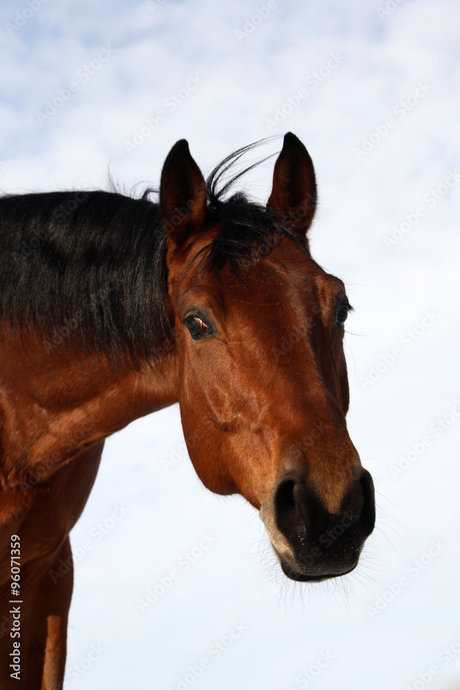 Portrait of a young bay stallion Portrait of a young bay stallion