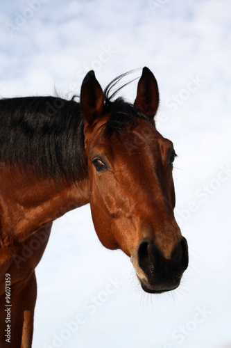 Portrait of a young bay stallion  © horsemen