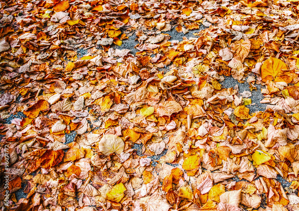 orange leaves on the ground