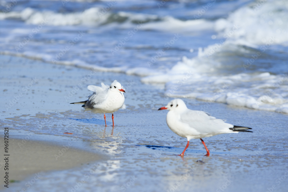 Two seagulls Two seagulls