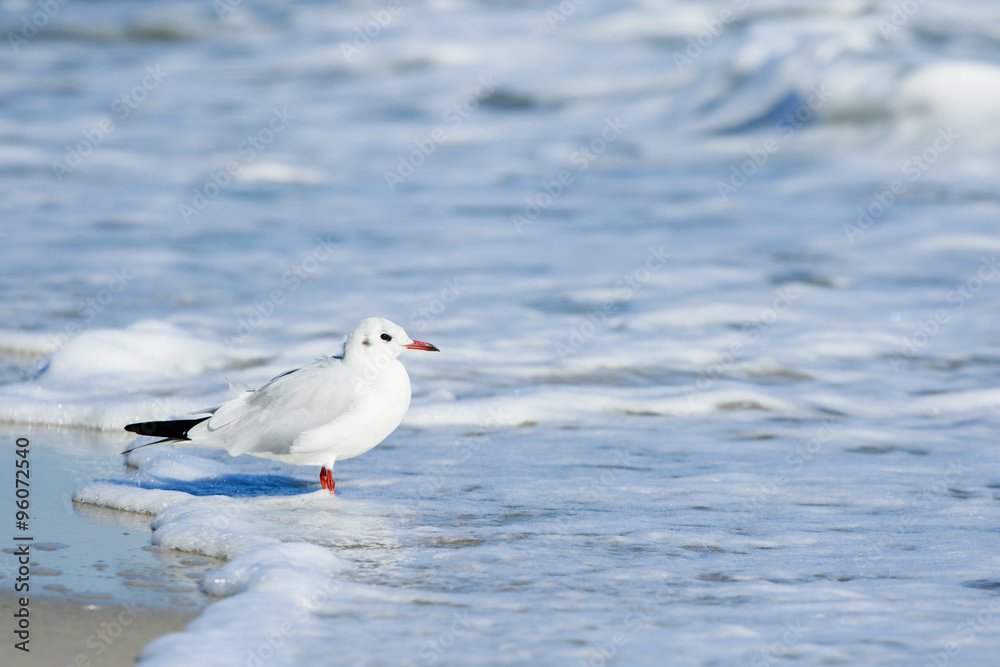 Birdie in the water Birdie in the water