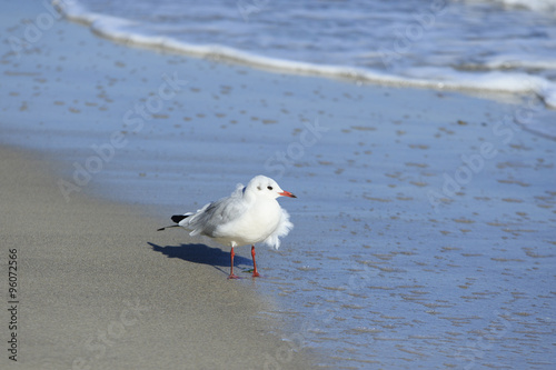 Gull chick at the beach