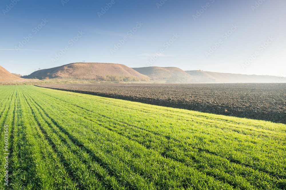 Young wheat field