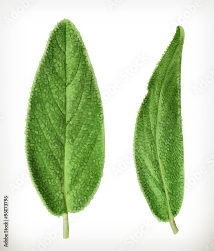 Salvia leaves, vector icon