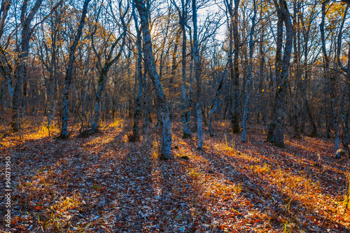 autumn sunny forest scene