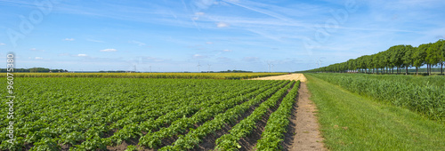 Vegetables growing on a sunny field in spring