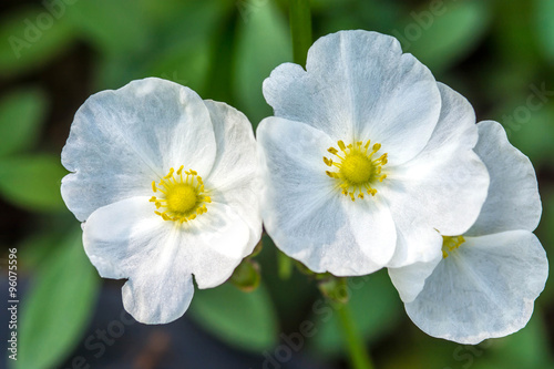 Close up Texas mud baby flower