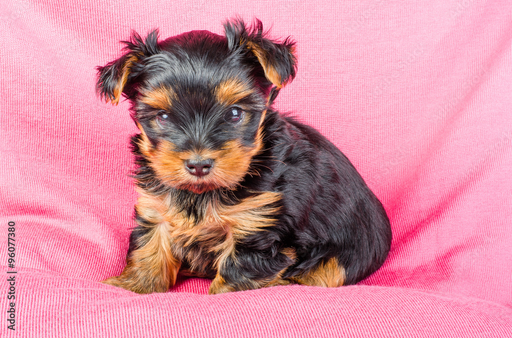 Cute yorkshire terrier puppy sitting on pink background, 2 months old. Cute yorkshire terrier puppy sitting on pink background, 2 months old.