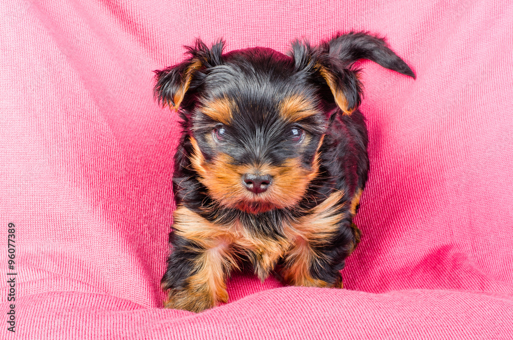 Portrait of cute yorkshire terrier puppy on pink background, 2 months old. Portrait of cute yorkshire terrier puppy on pink background, 2 months old.
