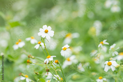Fields of white flowers