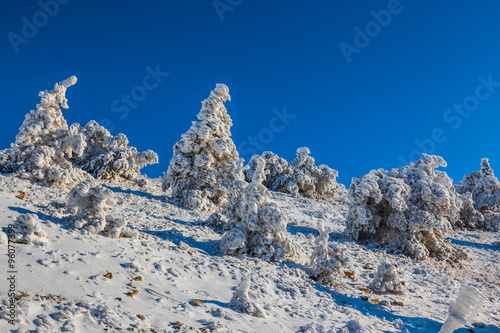 winter pine tree forest in a snow