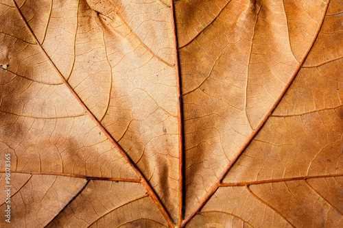 Leaf autumn background