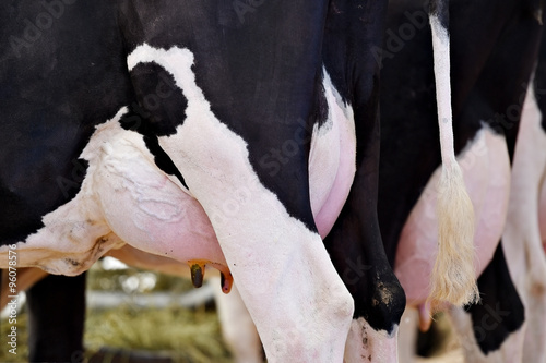 Holstein cow udder full of milk photo