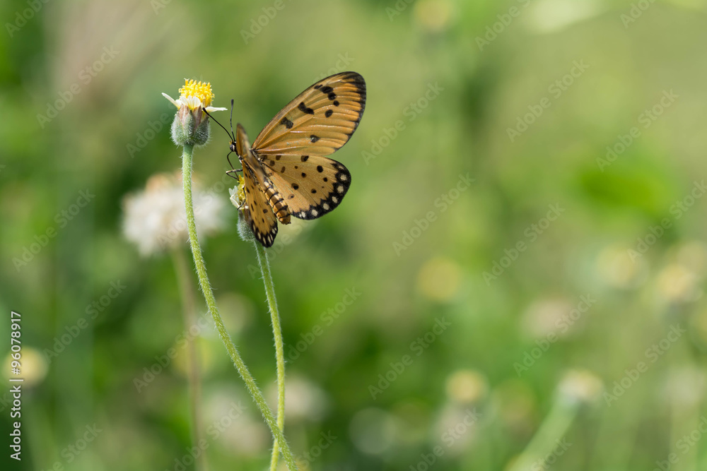 Butterfly wings are sucking nectar from yellow flowers .