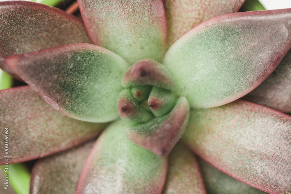 Succulents, house plants in colorful pots Succulents, house plants in colorful pots