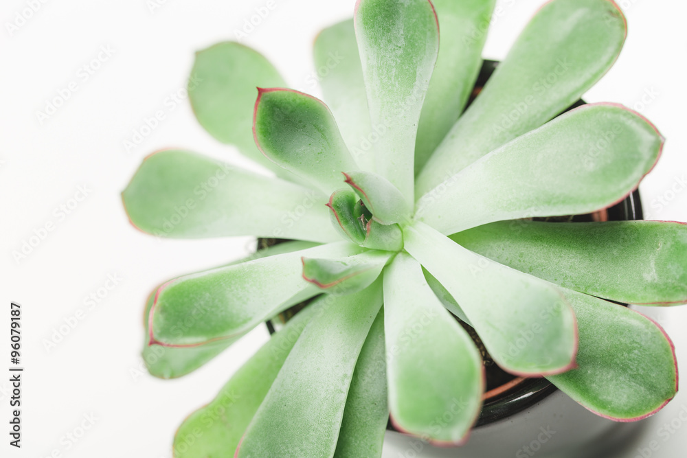 Succulents, house plants in colorful pots Succulents, house plants in colorful pots