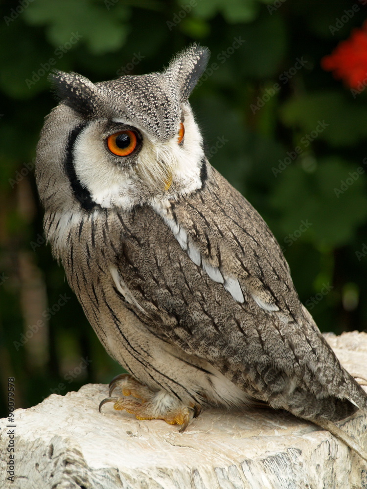 Obraz premium 臆病で神経質なコノハズク