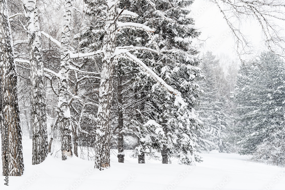 Winter Landscape with Branches of Pine Tree covered in Snow in R Winter Landscape with Branches of Pine Tree covered in Snow in R