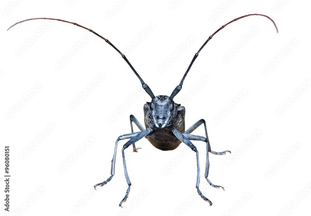 Capricorn beetle 15 Capricorn beetle 15