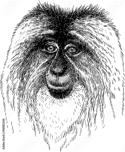 portrait of the macaque